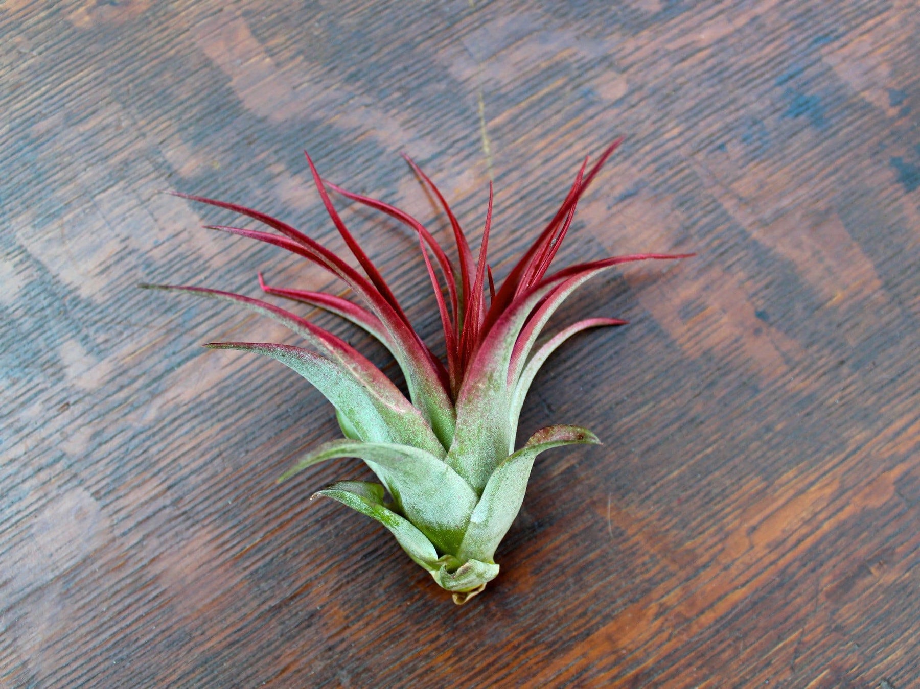 red abdita air plant care Vibrant Tillandsia Red Abdita Brachycaulos Air Plants – Air Plant Design Studio