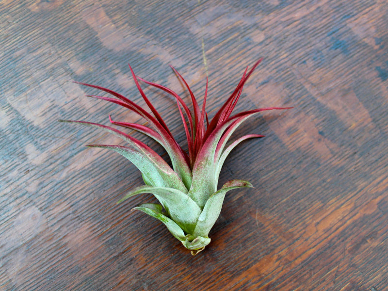 Large Tillandsia Red Abdita Brachycaulos  Air Plants