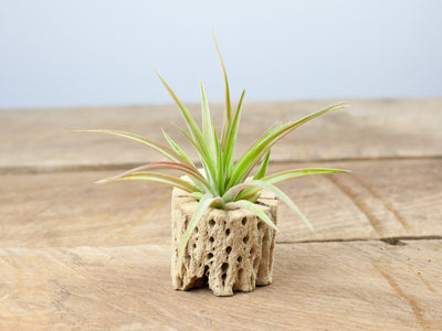 Tillandsia abdita brachycaulos air plant displayed in a cholla cactus skeleton container