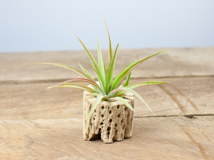 Cholla Wood With Tillandsia Abdita Brachycaulos Air Plant