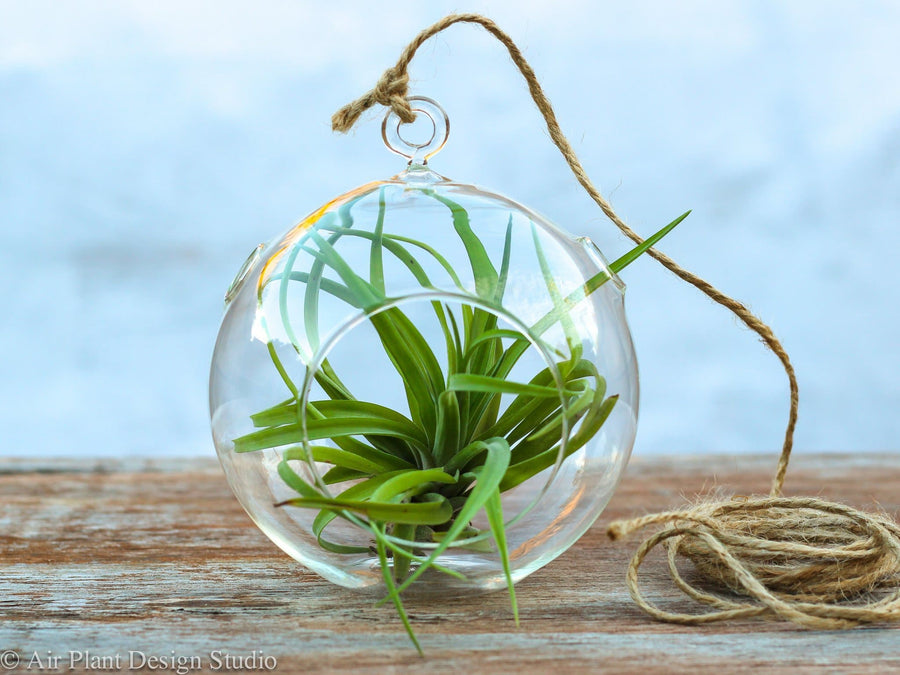Flat Bottom Glass Globe Terrarium with Tillandsia Abdit Brachycaulos Air Plant