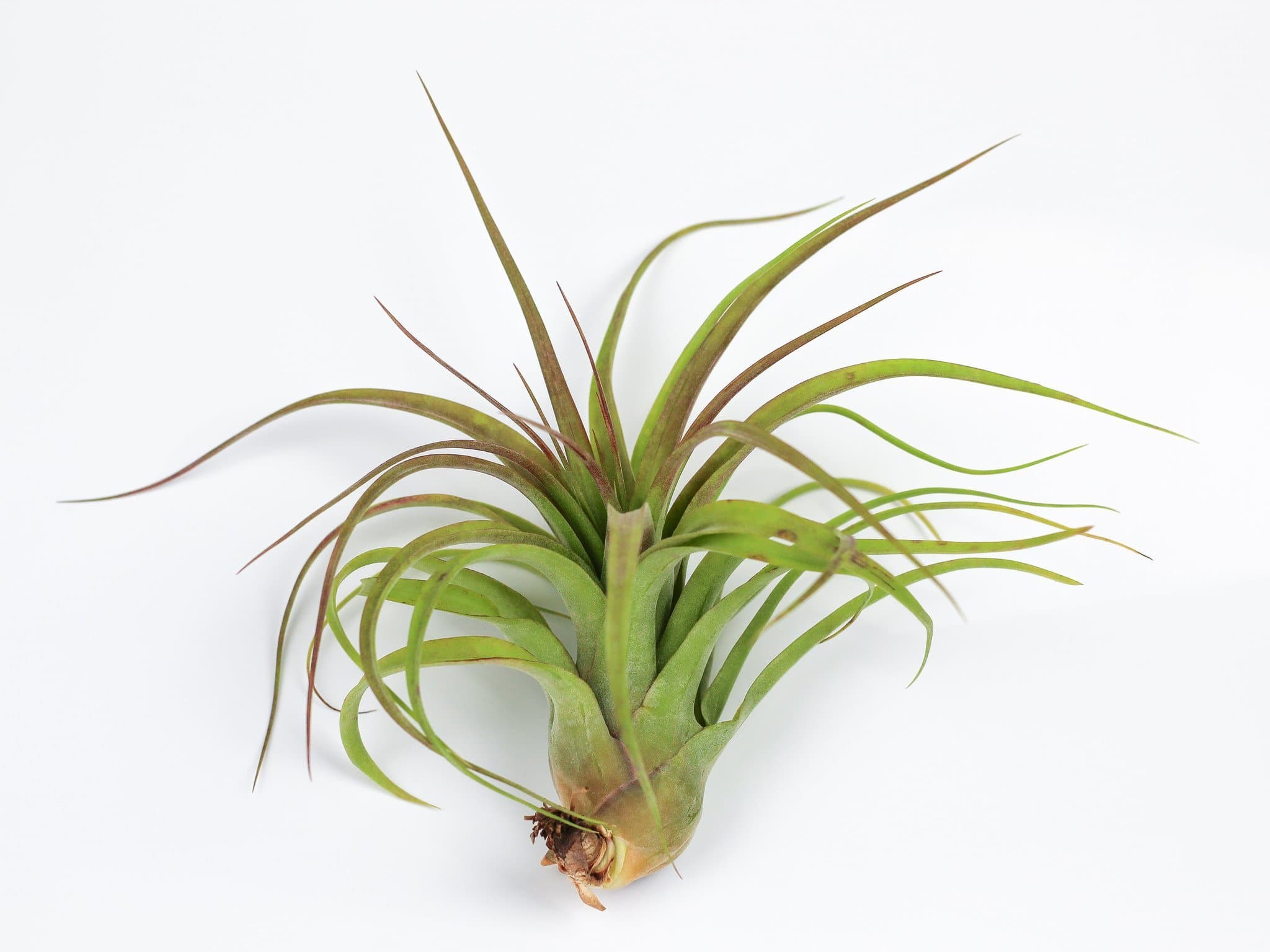 Tillandsia Streptophylla Hybrid Air Plants – Air Plant Design Studio