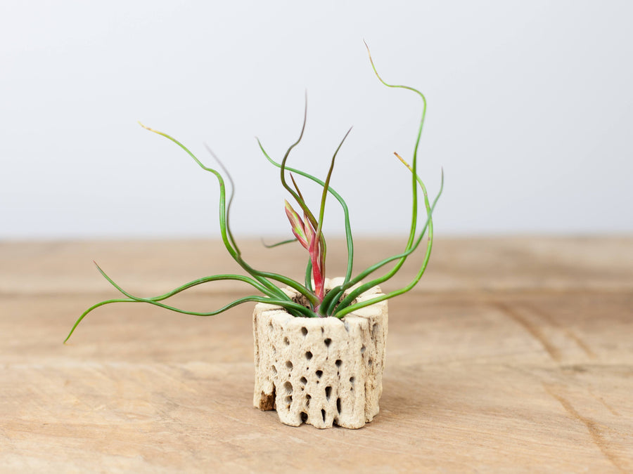 Tillandsia Bulbosa Guatemala Air Plant in a Cholla Cactus Skeleton Container