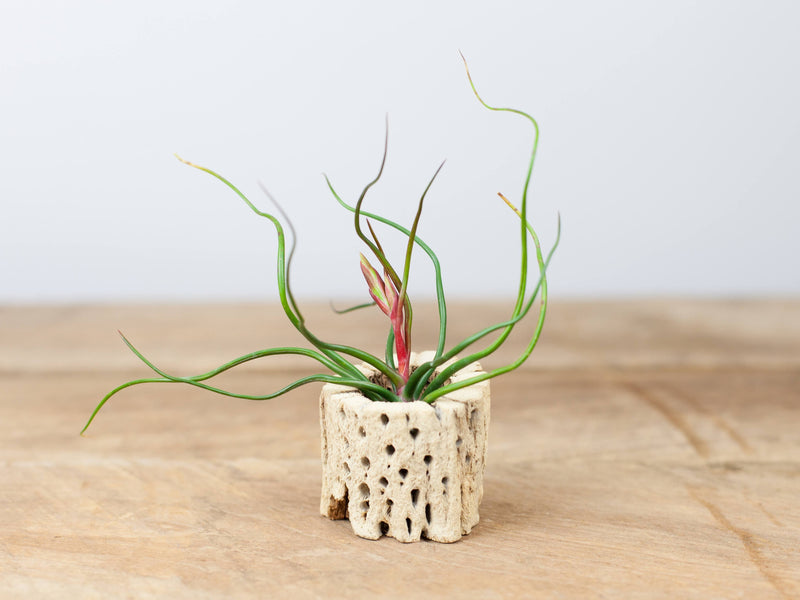 Tillandsia Bulbosa Guatemala Air Plant in a Cholla Cactus Skeleton Container