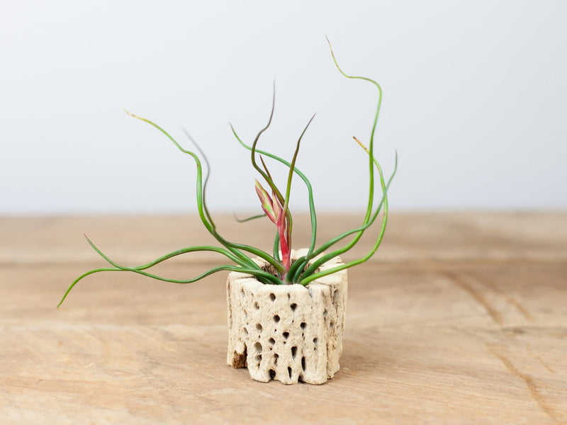 Cholla Cactus Skeleton Container with Tillandsia Bulbosa Guatemala Air Plant