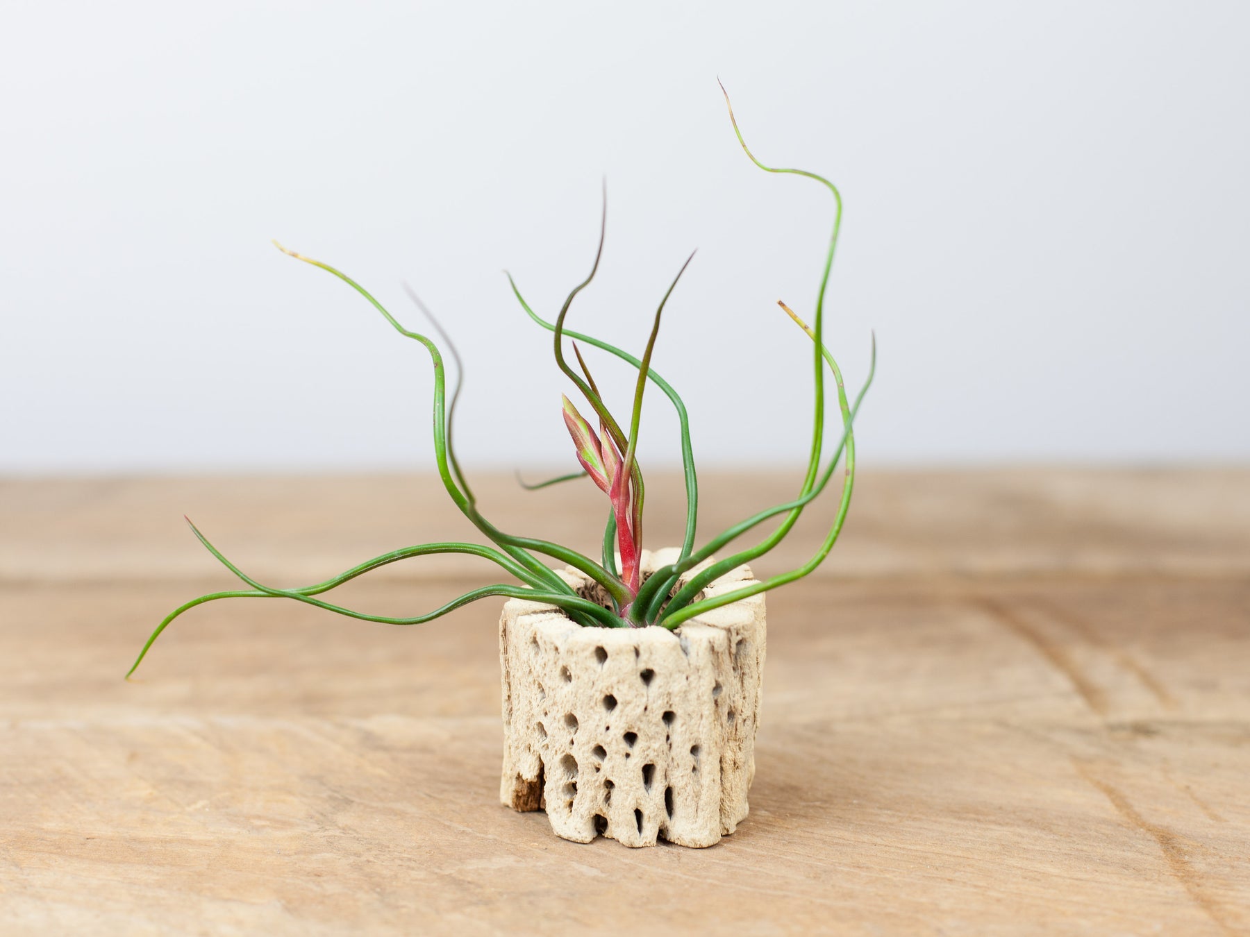 guatemala tillandsia air plant Tillandsia Bulbosa Guatemala Air Plants – Air Plant Design Studio