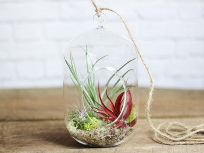 Glass Capsule Terrarium containing Moss and Assorted Tillandsia Air Plants