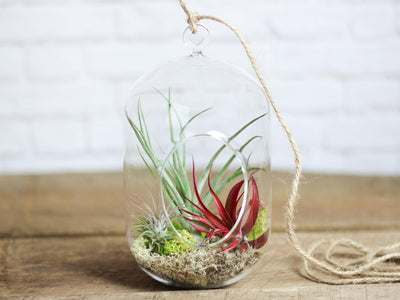 Glass Capsule Terrariums with Reindeer moss and 3 Assorted Tillandsia Air Plants