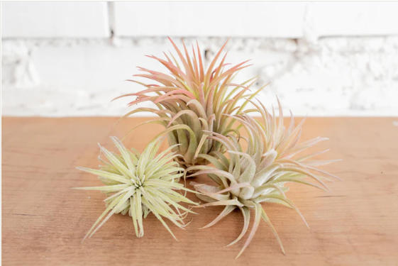 3 Tillandsia Ionantha Rubra Air Plants