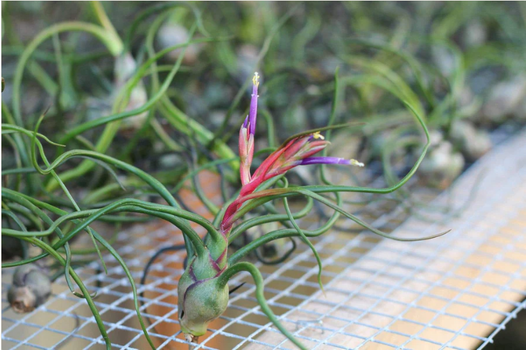 Alfonso Sea Urchin with Tillandsia Bulbosa and Ionantha Air Plant Duo