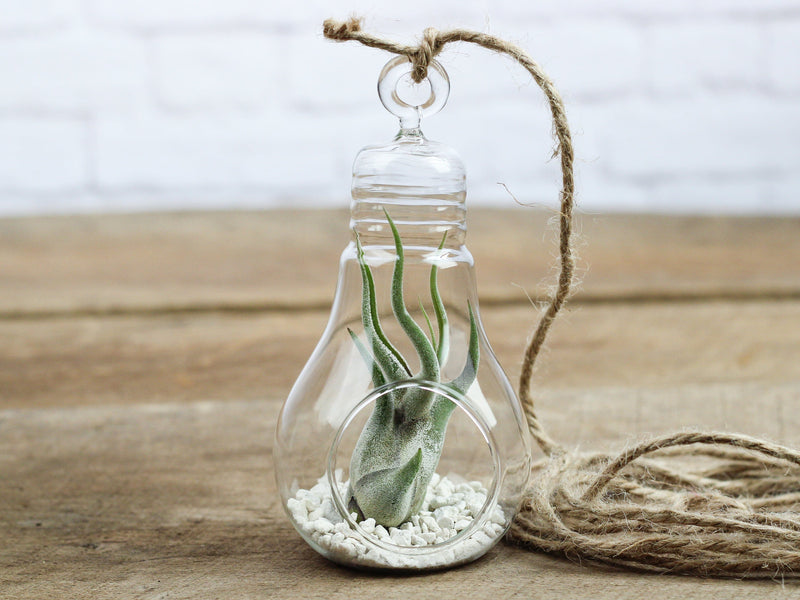 Glass Light Bulb Shaped Terrarium with White Sand and Tillandsia Caput Medusae Air Plant