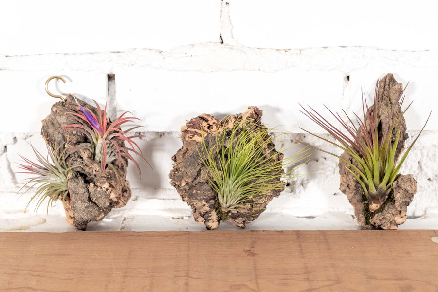 3 Virgin Cork Bark Chunks with Tillandsia Air Plants Attached