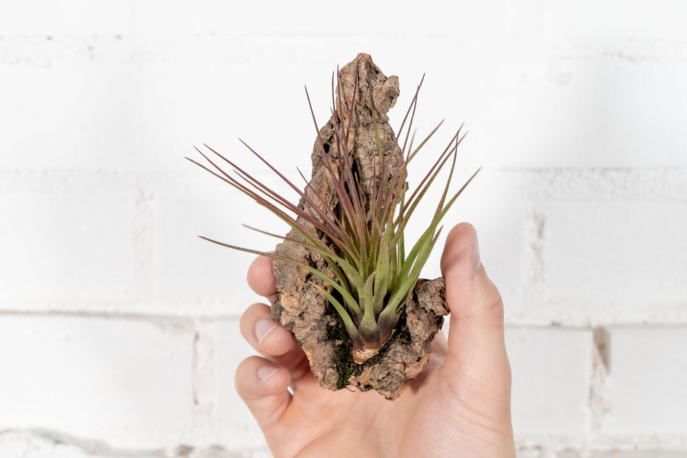 Hand Holding Virgin Cork Bark Chunk with Tillandsia Melanocrater Air Plant Attached