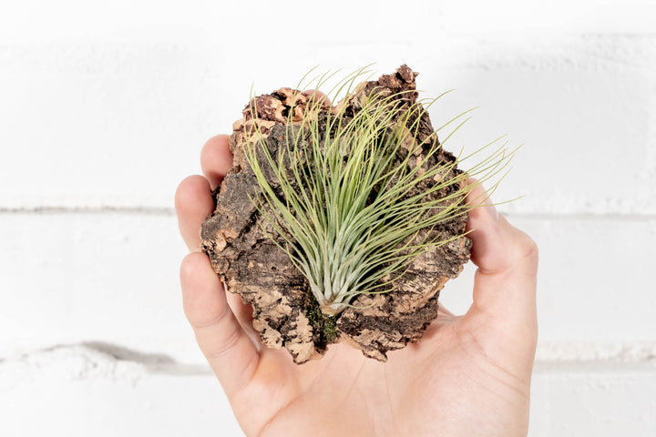 Hand Holding Virgin Cork Bark Chunk with Tillandsia Funckianan Air Plant Attached