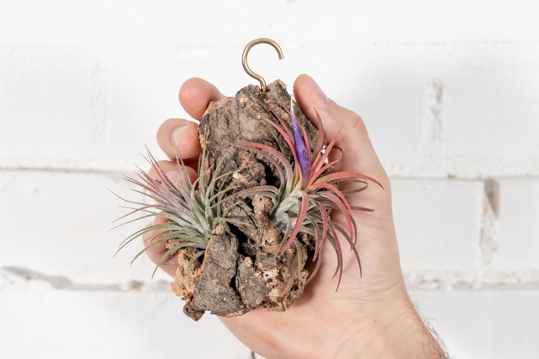 Hand Holding Virgin Cork Bark Chunk with 2 Tillandsia Ionanatha Air Plants Attached