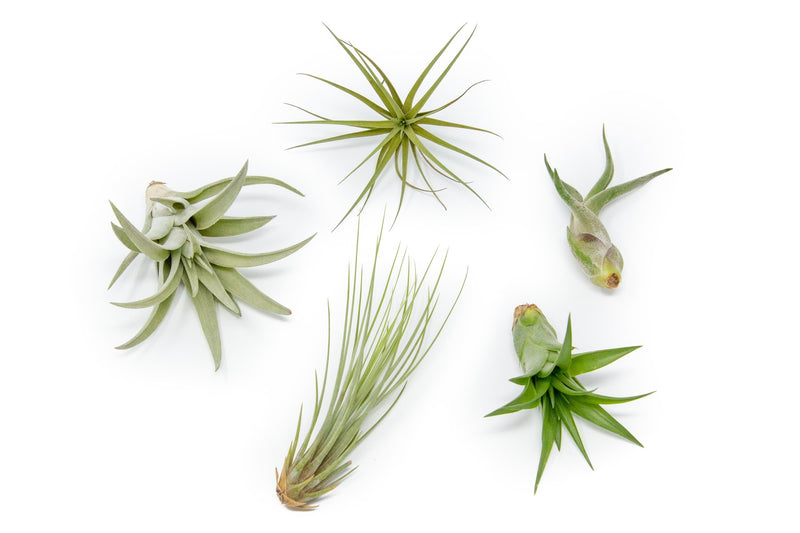 Tillandsia Abdita, Harrisii, Tenuifolia, Juncea and Caput Medusae Air Plants