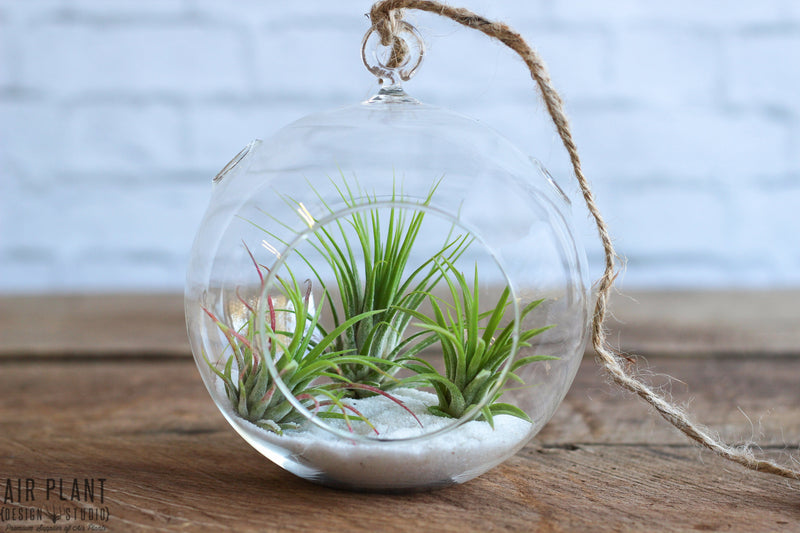 Flat Bottom Glass Globe Terrarium with White Sand and Assorted Tillandsia Ionantha Air Plants