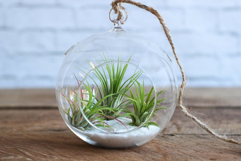 Flat Bottom Glass Globe Terrarium with White Sand and 3 Tillandsia Ionantha Rubra Air Plants