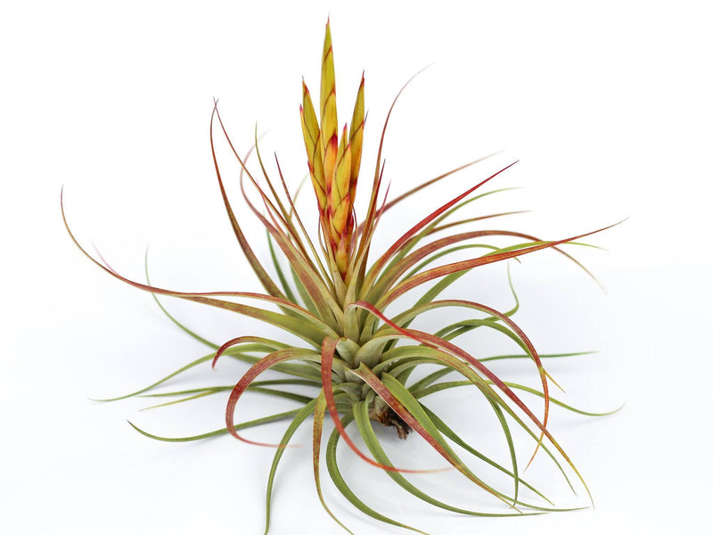 Blooming Tillandsia Concolor Air Plant