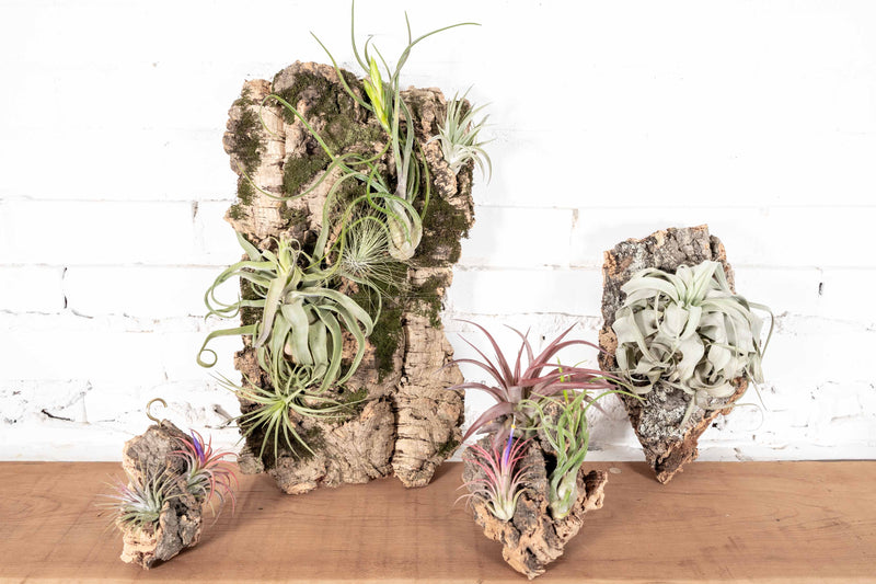Cork Bark Mounts in Multiple SIzes with Assorted Tillandsia Ionantha Air Plants Attached