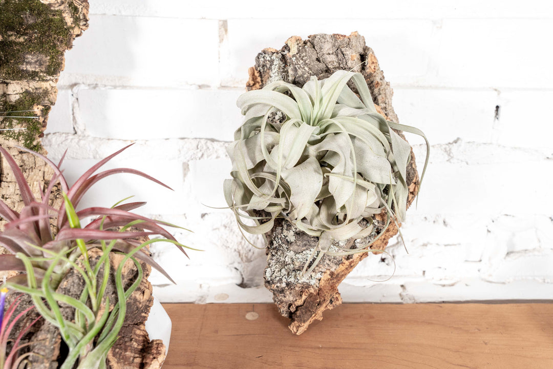 Medium Virgin Cork Bark Display with Tillandsia Xerographica Attached