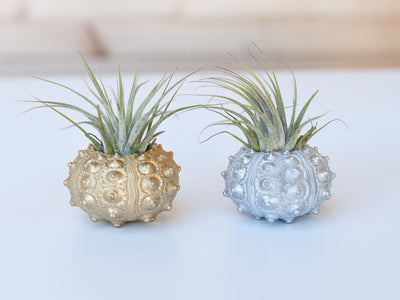 gold and silver painted sputnik shell with tillandsia ionantha guatemala air plants