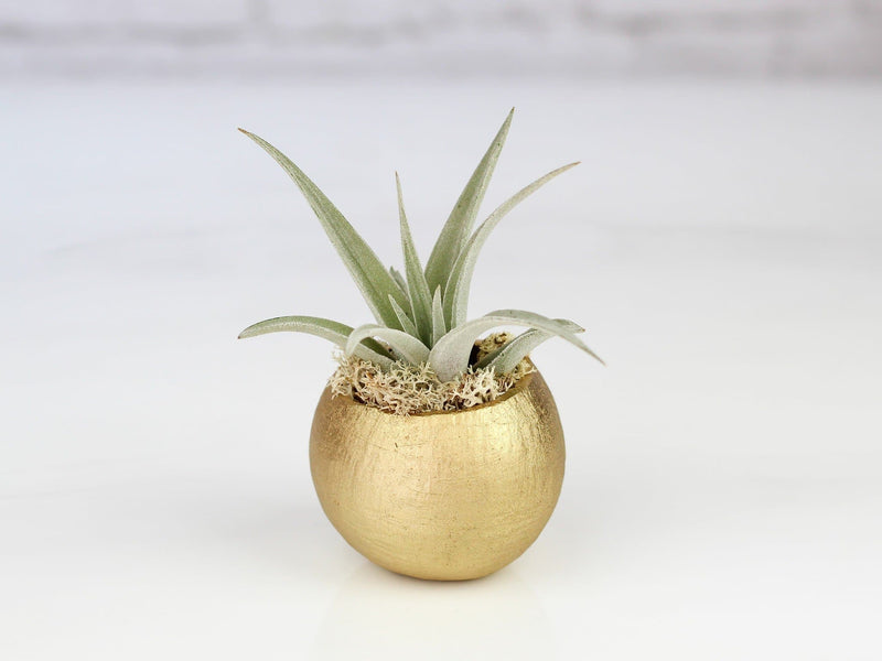 Gold Painted Seed Pod with Moss and Tillandsia Harrisii Air Plant