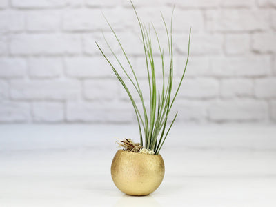 Gold Painted Seed Pod with Moss and Tillandsia Juncea Air Plant