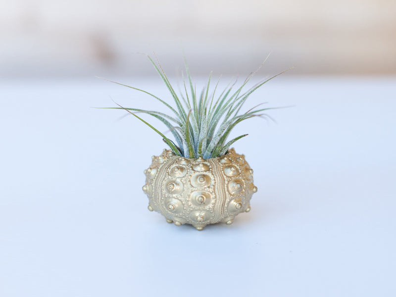 Gold Painted Sputnik Sea Urchin with Tillandsia Ionantha Guatemala Air Plant