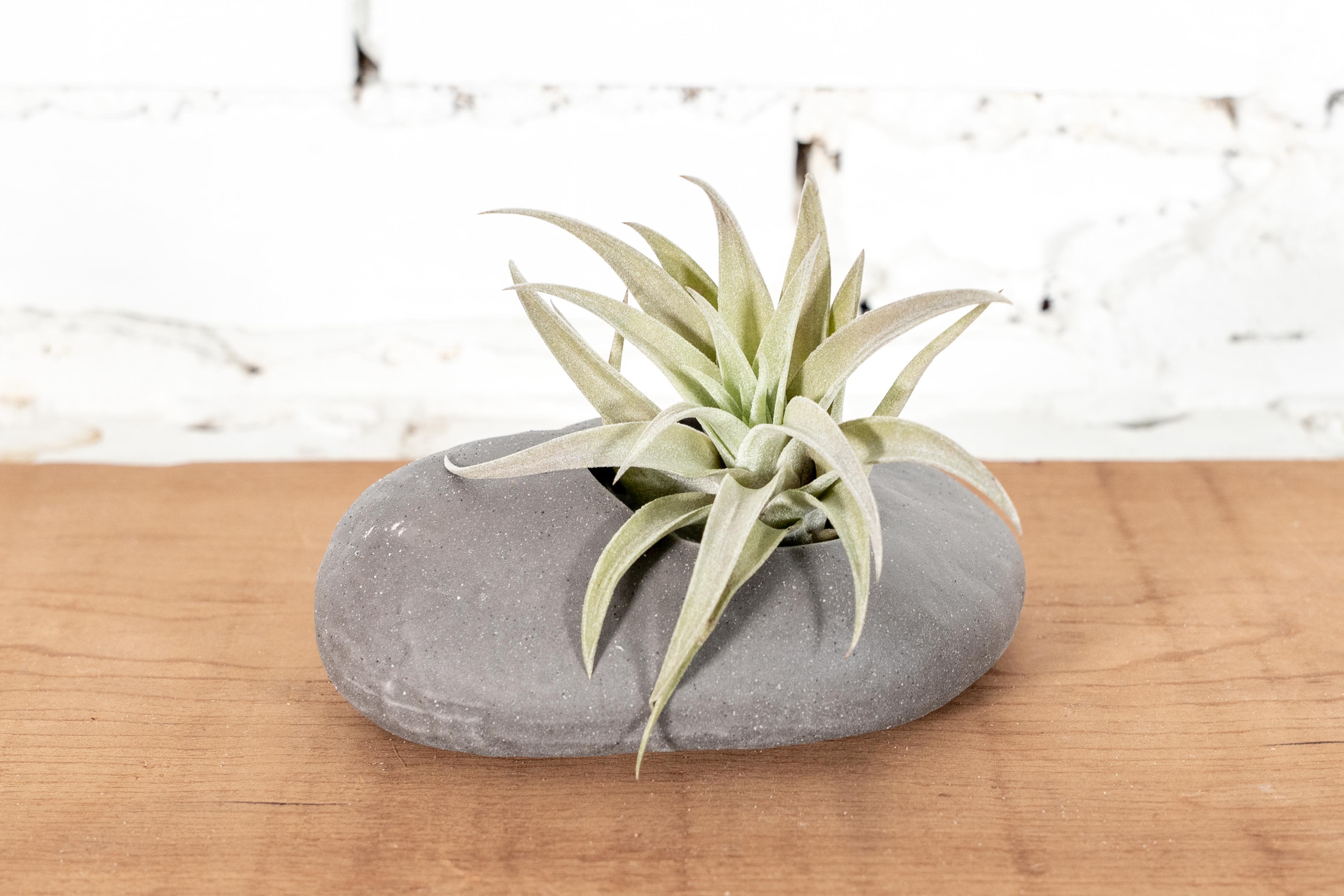Mother's Day Air Plants | Unique Gifts for Mom | Air Plant Mother's Day Air Plants | Unique Gifts for Mom | Air Plant