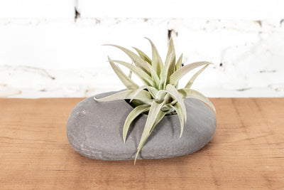 Gray Ceramic Stone with Tillandsia Harrisii Air Plant