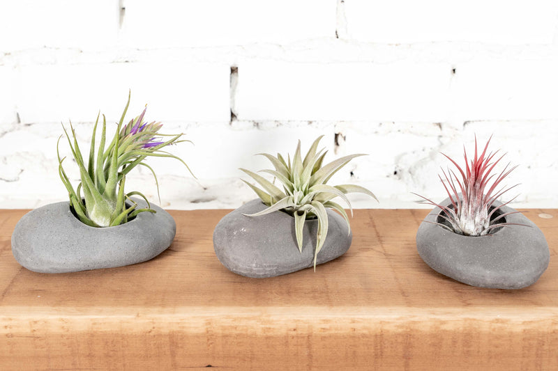 3 Grey Ceramic Stones with Assorted Tillandsia Air Plants