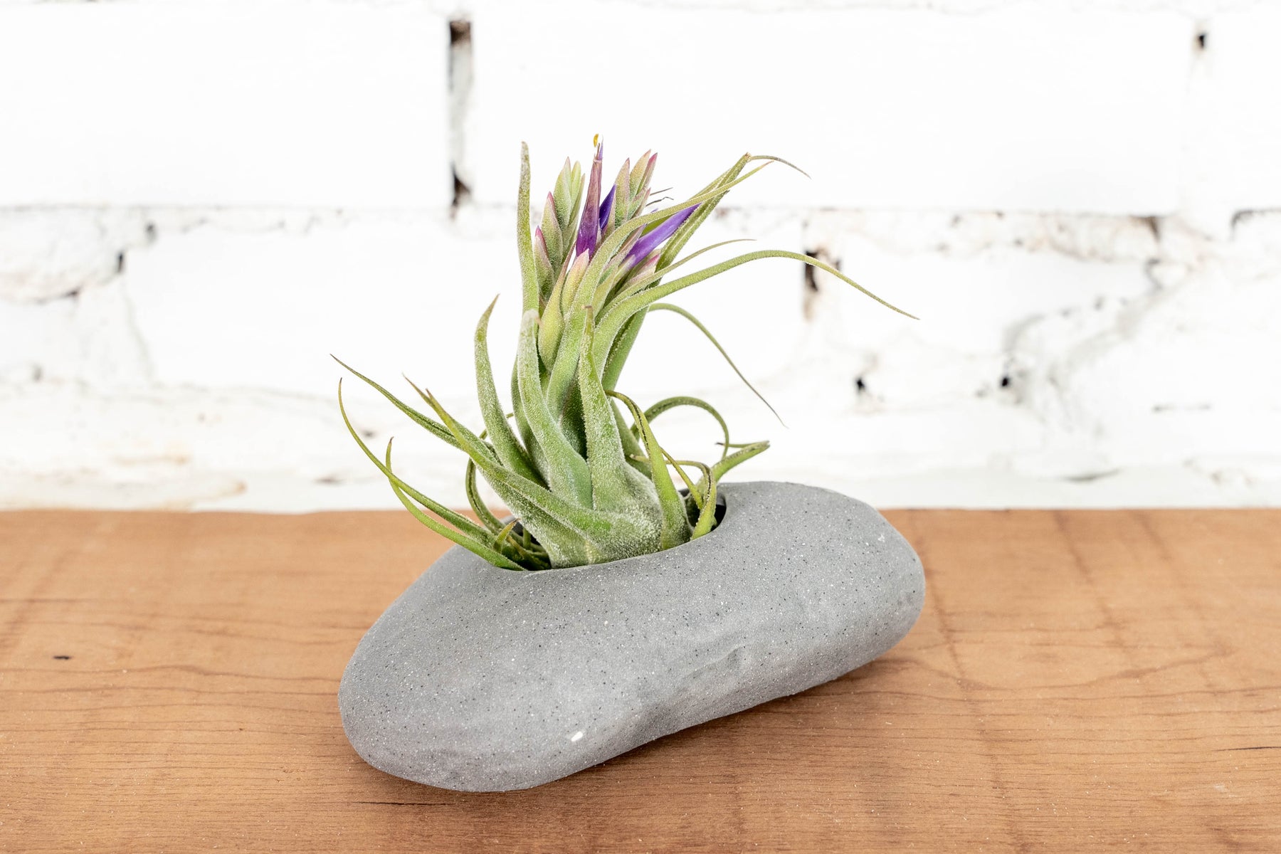 air stones for plants Gray Ceramic Stone with Assorted Tillandsia Air Plants – Air Plant Design Studio