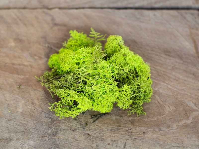 Green Colored Preserved Reindeer Moss