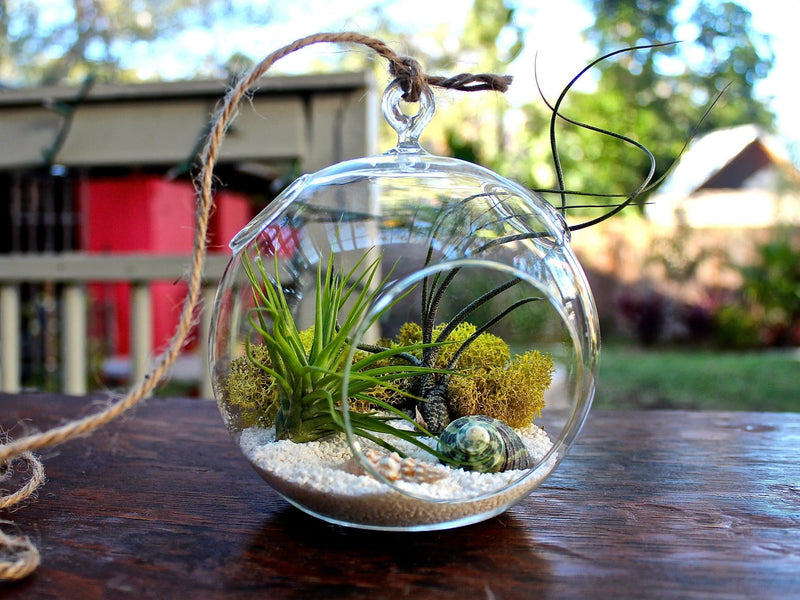 Hanging Flat Bottom Glass Globe Terrarium with Sandy Beach Kit and Tillandsia Ionantha Guatemala and Butzii Air Plants