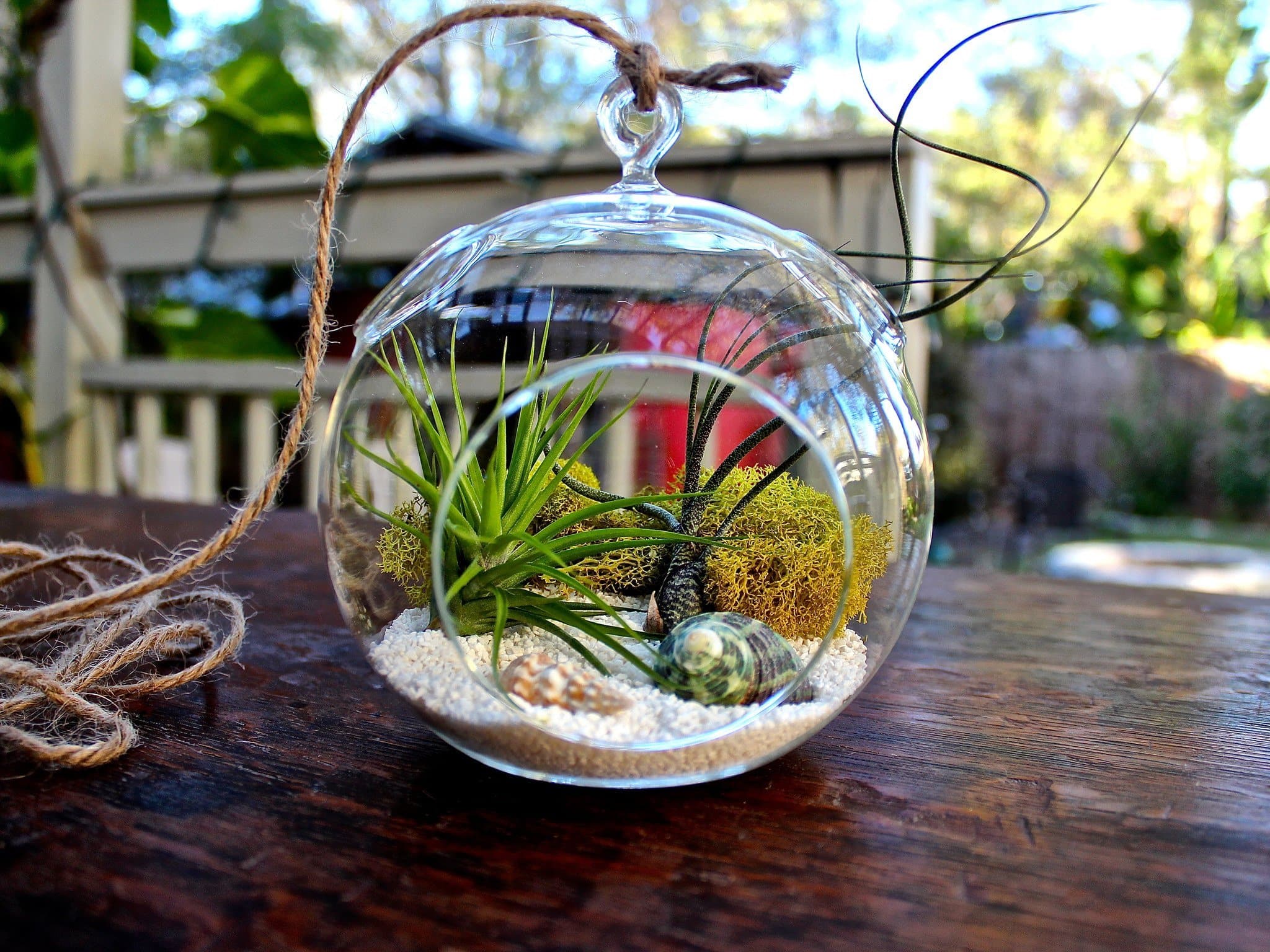 Seascape Terrarium with Tillandsia Tenuifoila and Butzii – Air