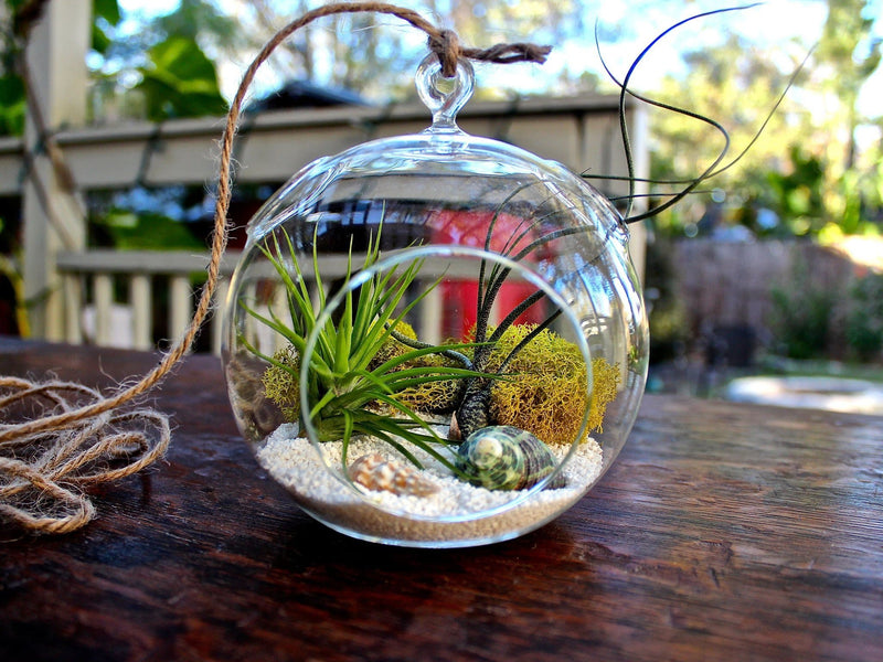 Hanging Flat Bottom Glass Globe Terrarium with Sandy Beach Kit and Tillandsia Ionantha Guatemala and Butzii Air Plants