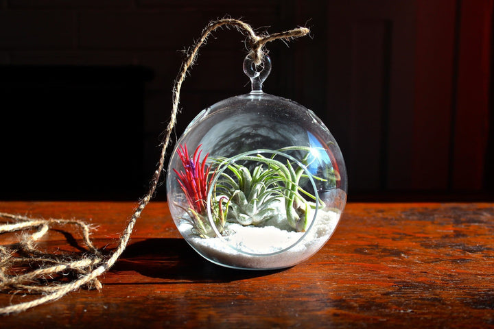 Flat Bottom Glass Globe Terrarium with Sand and 3 Assorted Tillandsia Air Plants