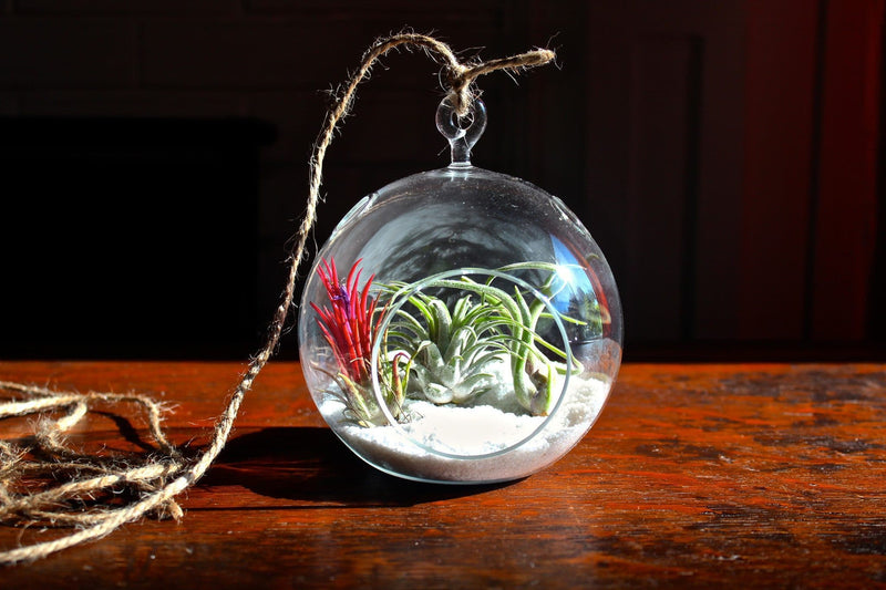 Flat Bottom Glass Globe Terrarium with Sand and 3 Assorted Tillandsia Air Plants