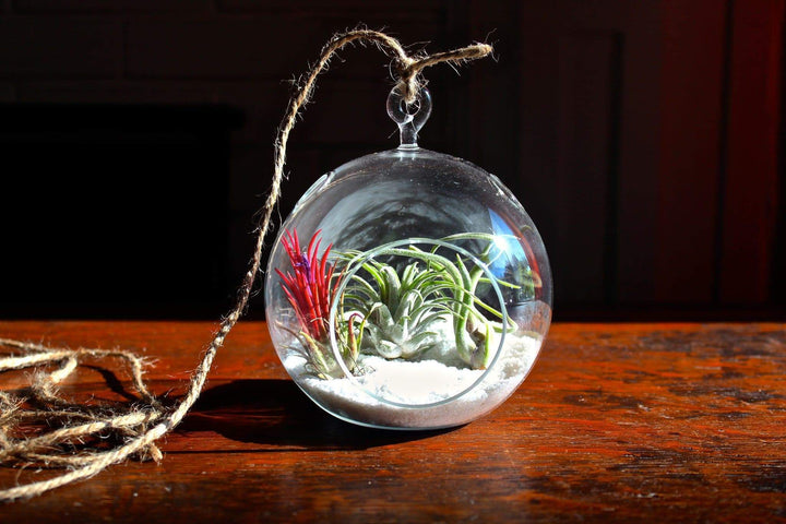 hanging tillandsia air plant terrarium 