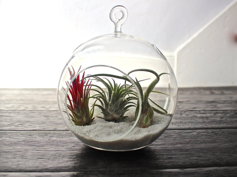 Flat Bottom Glass Globe Terrarium with Sand and 3 Assorted Tillandsia Air Plants