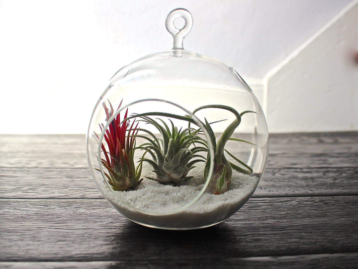 hanging tillandsia air plant terrarium 