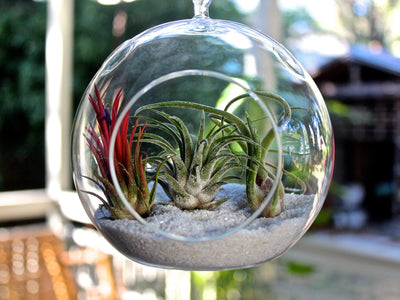 Flat Bottom Glass Globe Terrarium with White Sand and 3 Tillandsia Ionantha Air Plants