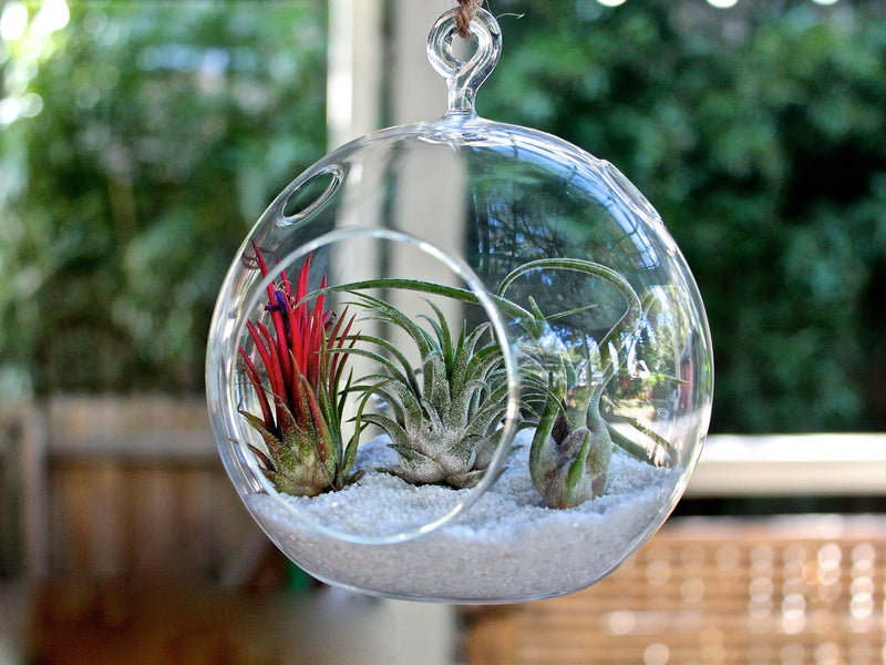 Flat Bottom Glass Globe Terrarium with White Sand and 3 Tillandsia Ionantha Air Plants