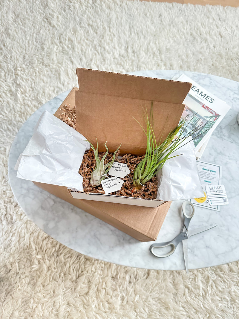 Video of Unboxing an Air Plant Club Monthly Subscription
