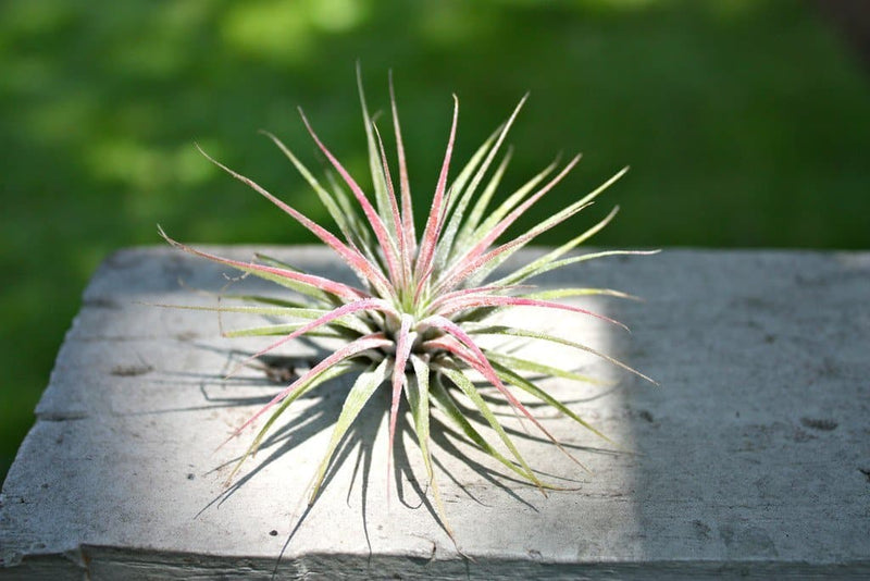 tillandsia ionantha guatemala air plant 