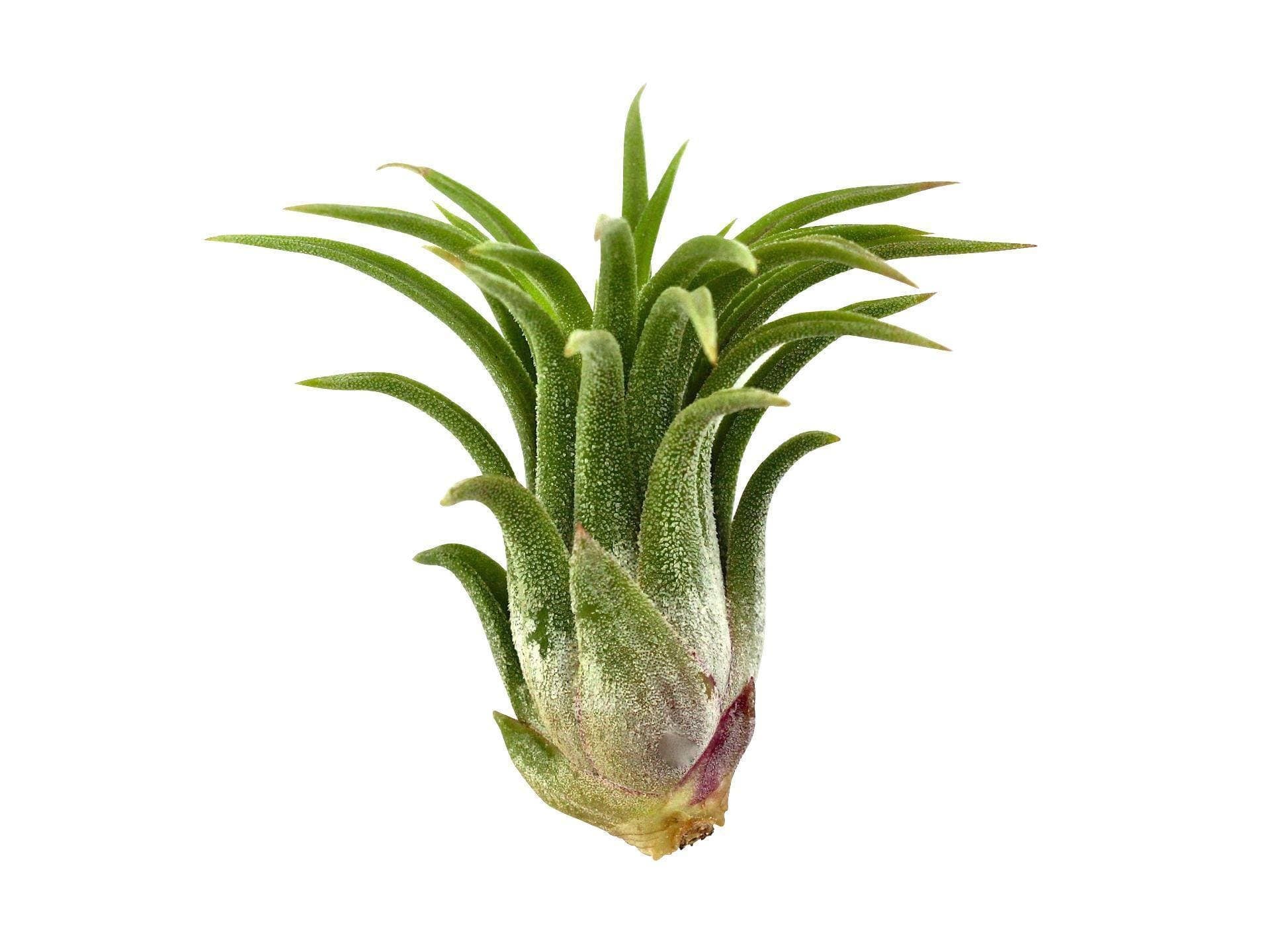 Tillandsia Ionantha Mexican Air Plants – Air Plant Design Studio