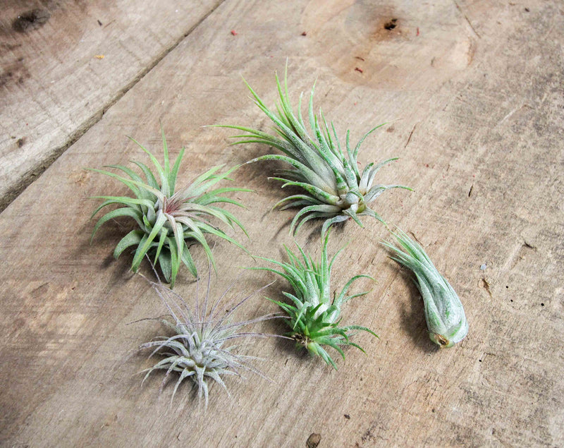 Assorted Tillandsia Ionantha