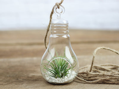 Glass Light Bulb Shaped Terrariums with White Sand and Tillandsia Ionantha Air Plant