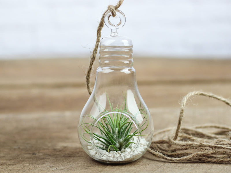 Glass Light Bulb Shaped Terrarium with White Sand and Tillandsia Ionantha Guatemala Air Plant